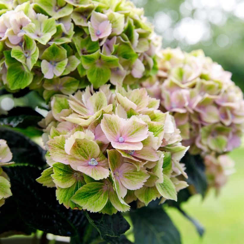 Hydrangea macrophylla Bella Pesche - Hortensia (Flowering)