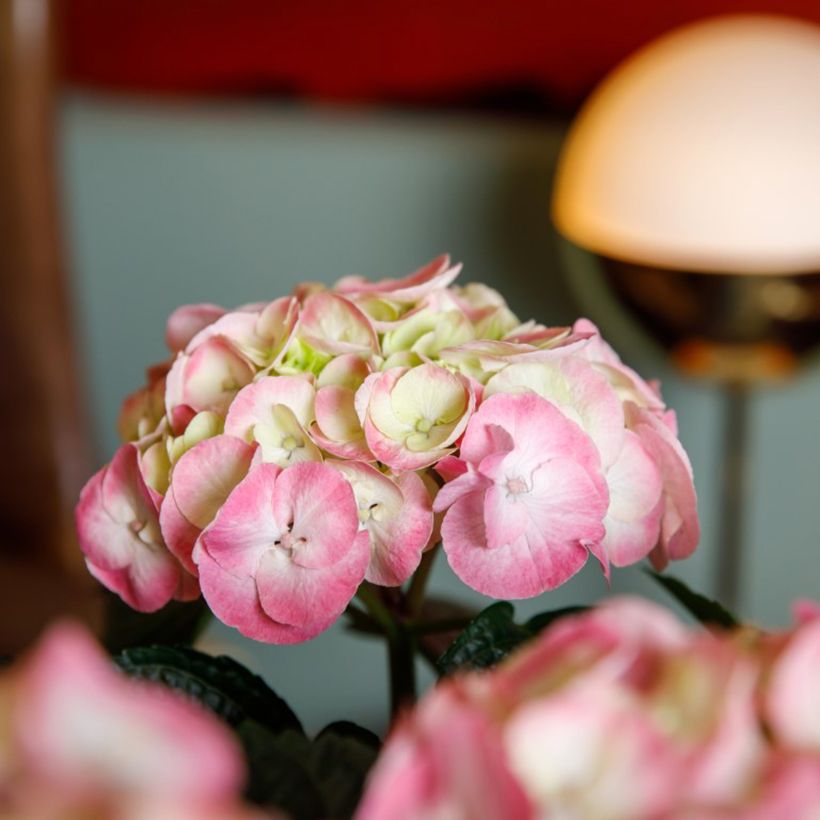 Hydrangea macrophylla Dolce Chic - Hortensia (Flowering)