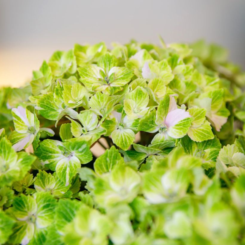 Hydrangea macrophylla Vibrant Verde - Hortensia (Flowering)