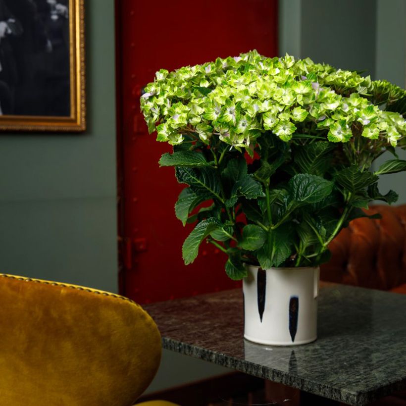 Hydrangea macrophylla Vibrant Verde - Hortensia (Plant habit)