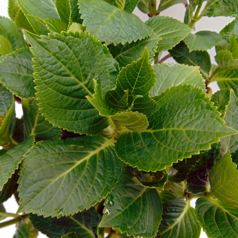 Hydrangea macrophylla Renate Steiniger - Bolhortensia (Foliage)