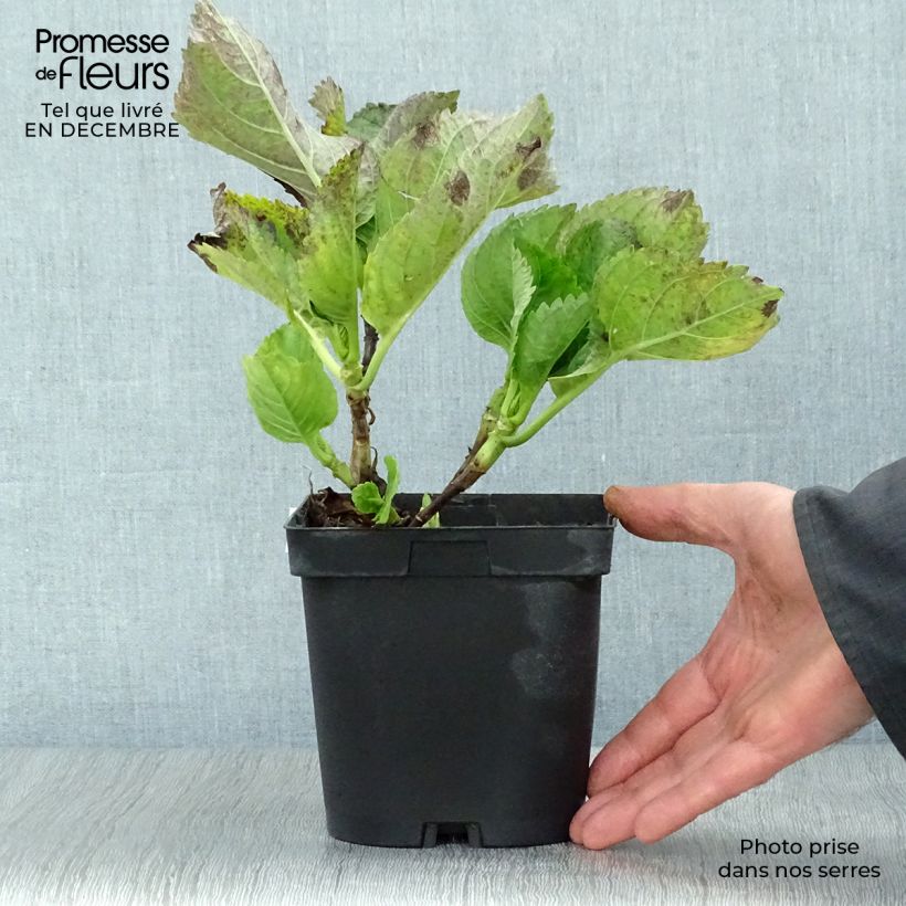 Example of Hydrangea macrophylla Renate Steiniger - Bolhortensia Pot van 2 l/3 l as you get in hiver