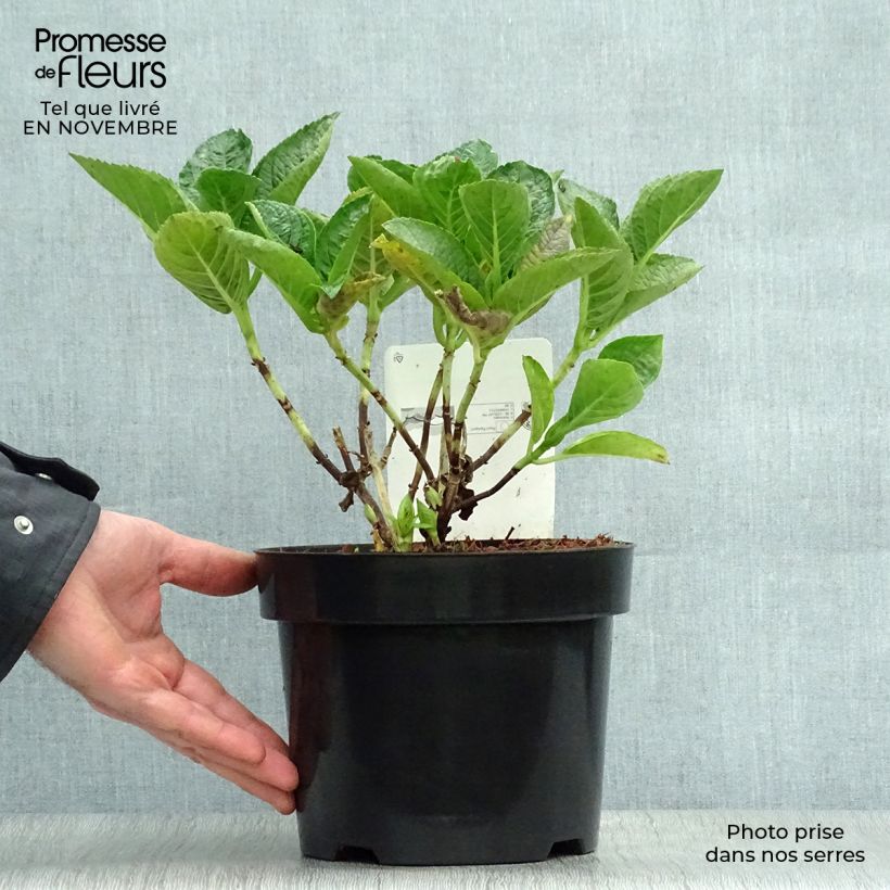 Exemplaar van Hydrangea macrophylla Rosita - Boerenhortensia Pot van 2 l/3 l zoals geleverd in de herfst