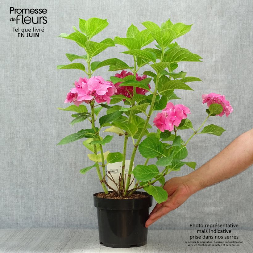 Exemplaar van Hydrangea macrophylla Rosita - Boerenhortensia Pot van 2 l/3 l zoals geleverd in de zomer