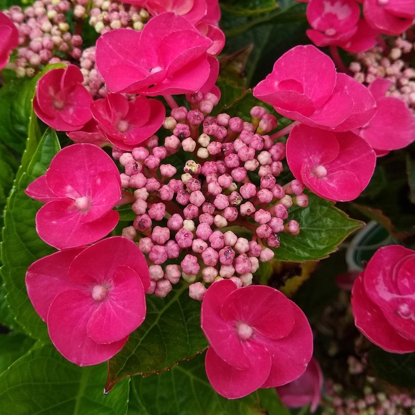 Hydrangea macrophylla Rotkehlchen - Boerenhortensia (Bloei)