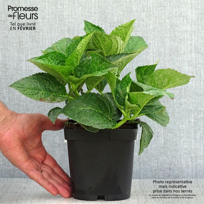 Exemplaar van Hydrangea macrophylla Rotschwanz - Schermhortensia Pot van 2 l/3 l zoals geleverd in de herfst