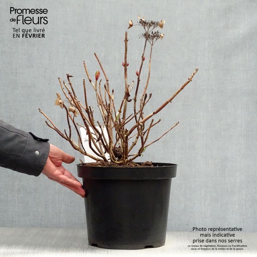 Example of Hortensia - Hydrangea macrophylla Rotschwanz  Pot van 7,5 l/10 l as you get in hiver