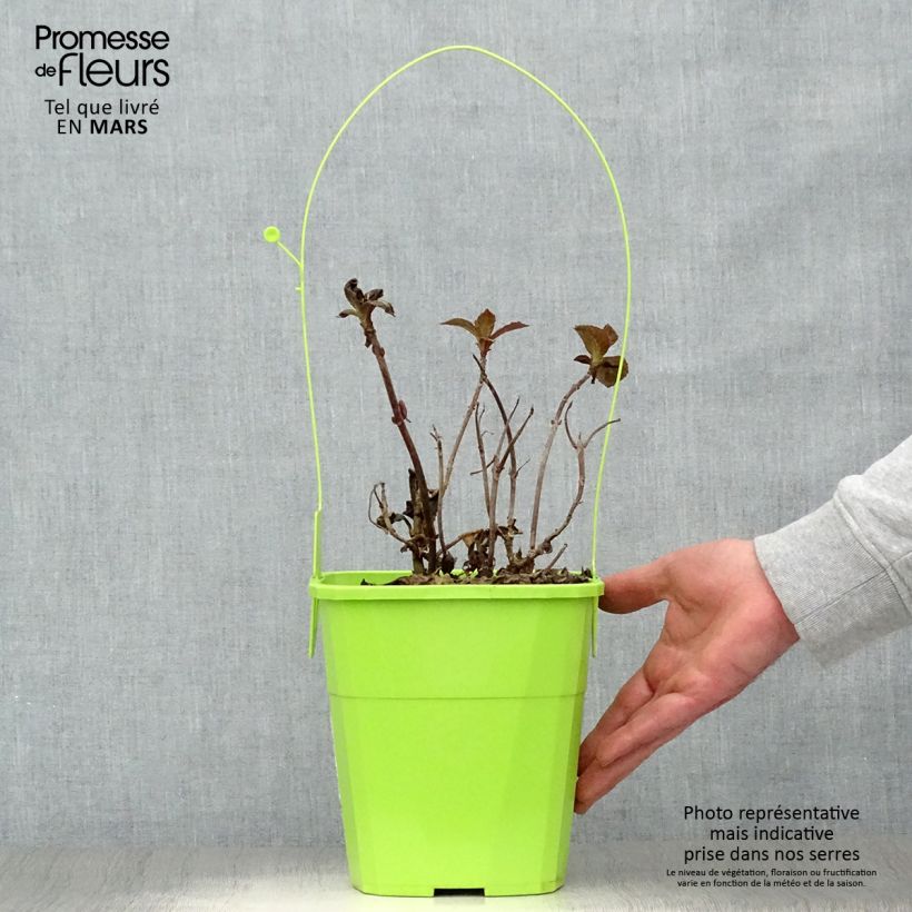 Example of Hortensia - Hydrangea macrophylla Salsa Pot van 4 l/5 l as you get in printemps