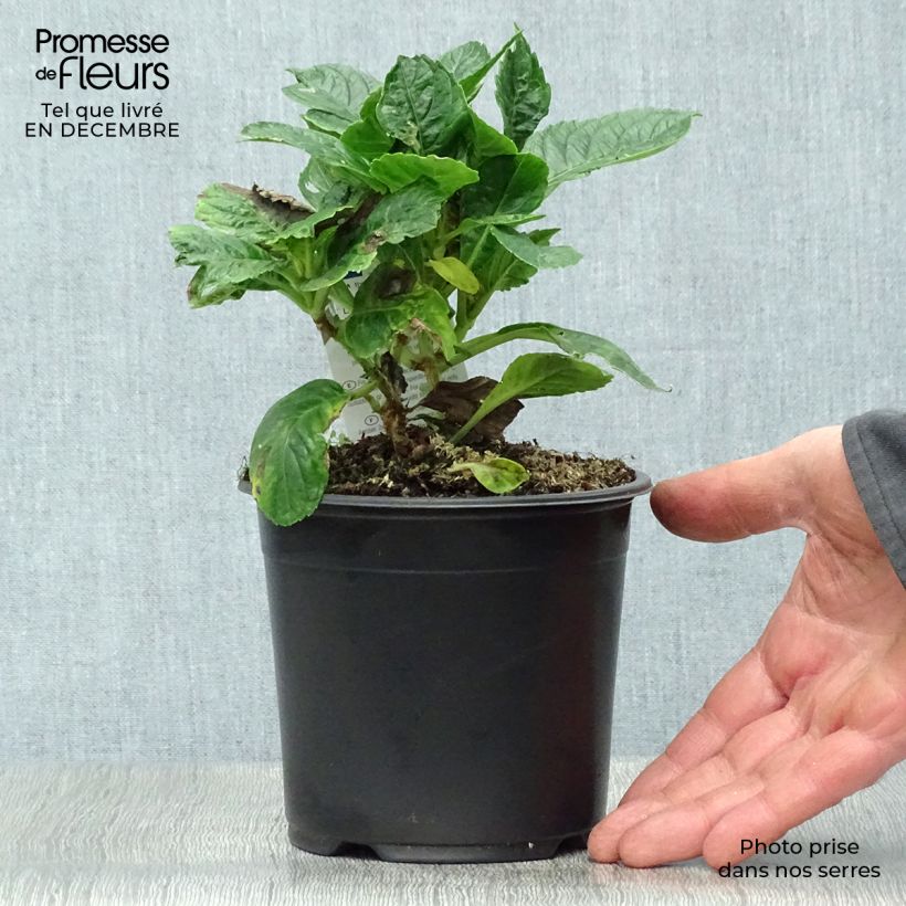 Example of Hortensia - Hydrangea macrophylla Schloss Wackerbarth Pot van 3 l/4 l as you get in hiver