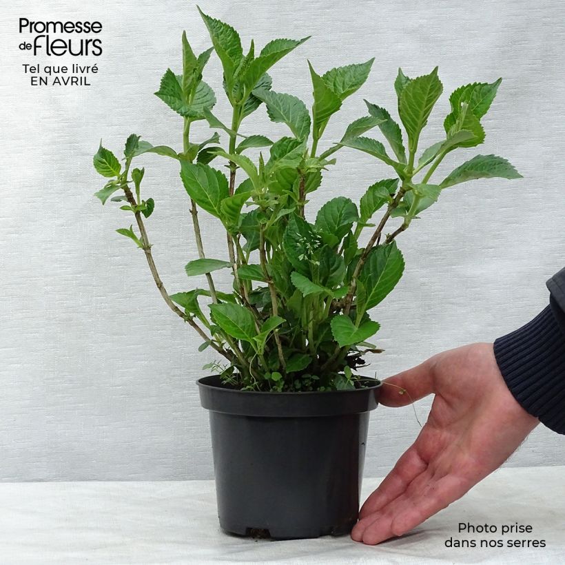 Exemplaar van Hydrangea macrophylla Schloss Wackerbarth - Bolhortensia Pot van 3 l/4 l zoals geleverd in de lente