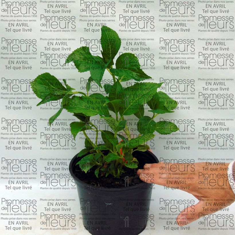 Voorbeeld van een exemplaar van Hydrangea macrophylla Shooting Star - Schermhortensia Pot van 2 l/3 l zoals geleverd