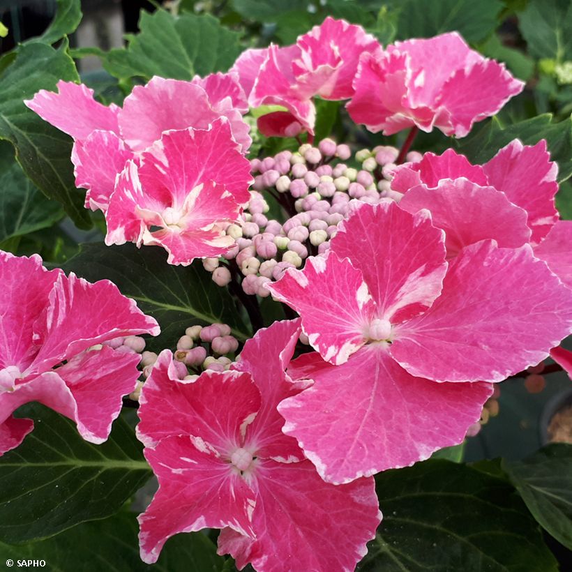 Hydrangea macrophylla So Long Aya - Boerenhortensia (Bloei)