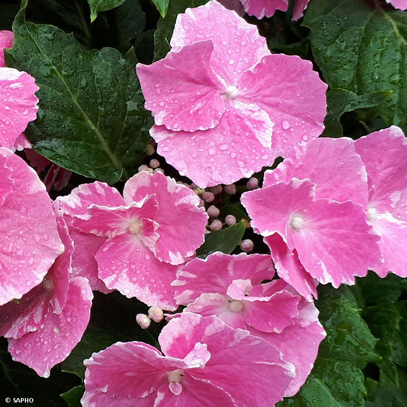 Bolhortensia So Long Starlit Sky (Bloei)