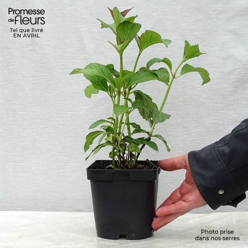 Exemplaar van Hydrangea macrophylla So Long Sunny - Bolhortensia Pot van 2 l/3 l zoals geleverd in de lente