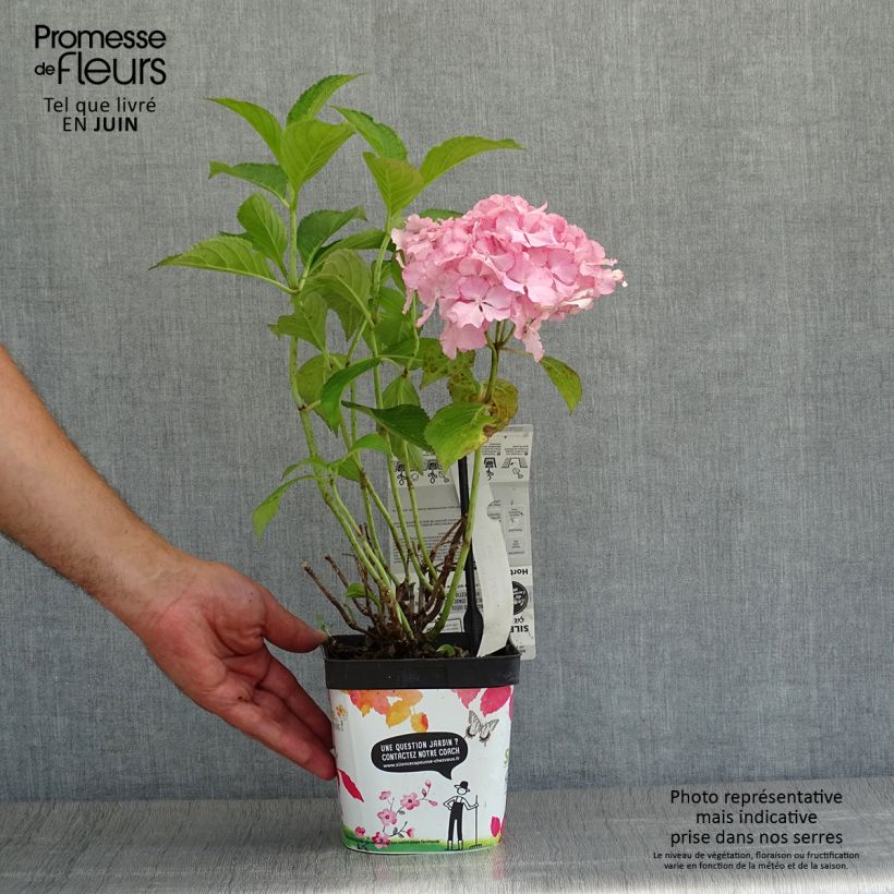 Exemplaar van Hydrangea macrophylla So Long Sunny - Bolhortensia Pot van 2 l/3 l zoals geleverd in de zomer