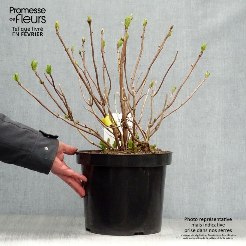 Example of Hydrangea macrophylla Soeur Thérèse - Bolhortensia Pot van 7,5 l/10 l as you get in hiver