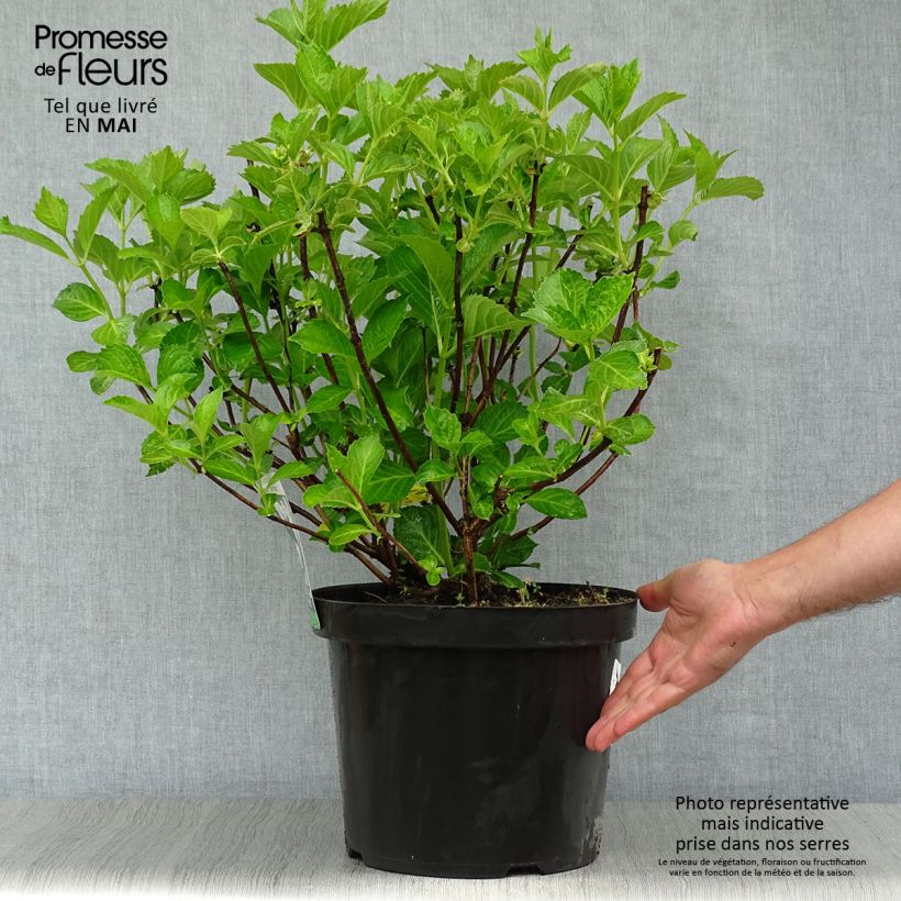 Exemplaar van Hydrangea macrophylla Soeur Thérèse - Bolhortensia Pot van 7,5 l/10 l zoals geleverd in de lente