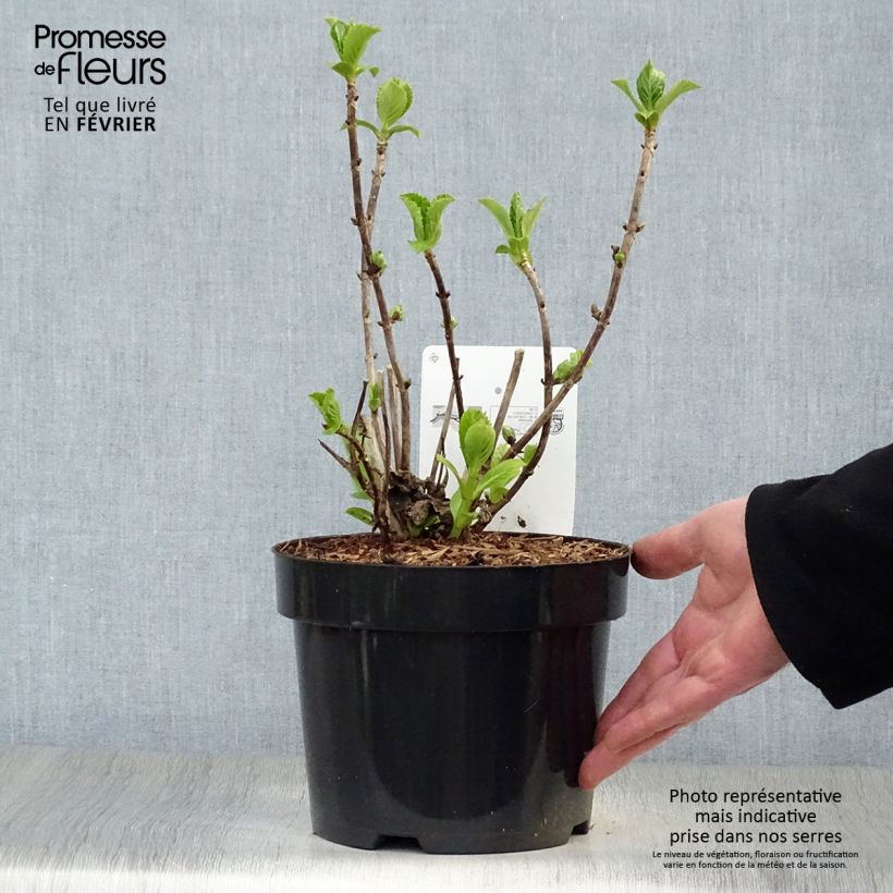 Example of Hydrangea macrophylla Soeur Thérèse - Bolhortensia Pot van 2 l/3 l as you get in hiver