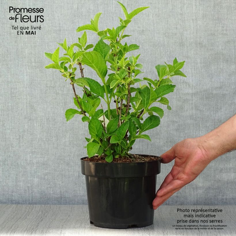 Exemplaar van Hydrangea macrophylla Soeur Thérèse - Bolhortensia Pot van 2 l/3 l zoals geleverd in de lente