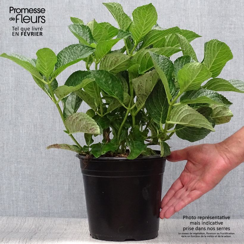 Exemplaar van Hydrangea macrophylla Star Gazer - Bolhortensia Pot van 4 l/5 l zoals geleverd in de herfst