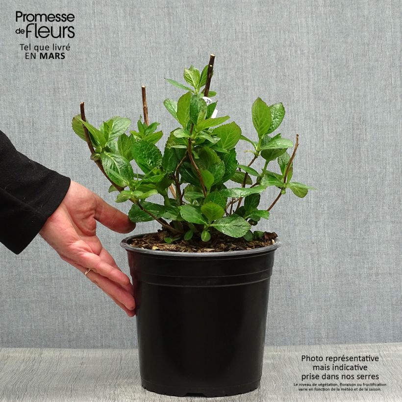 Exemplaar van Hydrangea macrophylla Star Gazer - Bolhortensia Pot van 4 l/5 l zoals geleverd in de lente