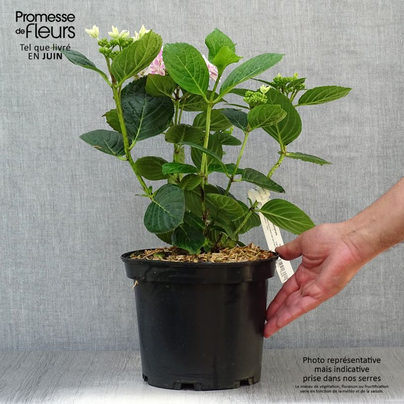 Exemplaar van Hydrangea macrophylla Stargazer - Bolhortensia Pot van 4 l/5 l zoals geleverd in de zomer