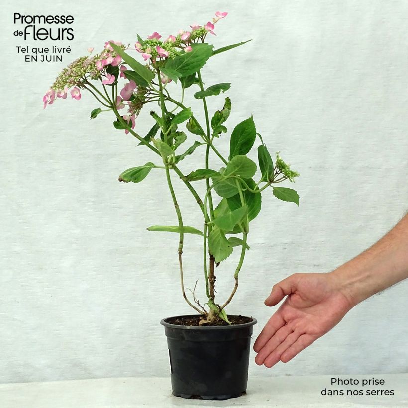 Exemplaar van Hydrangea macrophylla Teller Pink - Schermhortensia Pot van 2 l/3 l zoals geleverd in de zomer