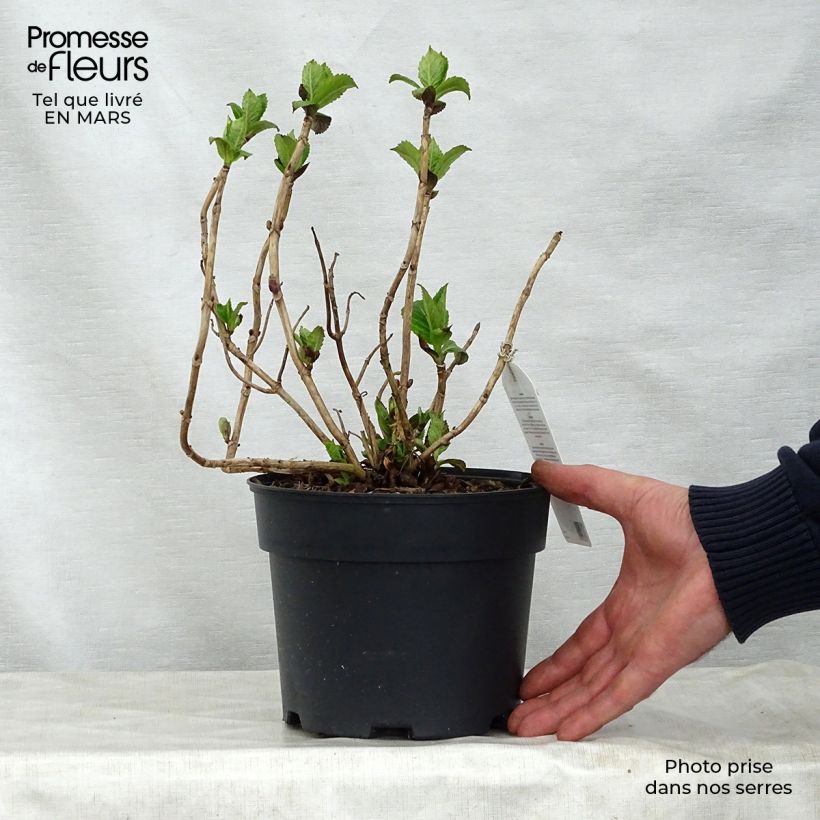 Exemplaar van Hydrangea macrophylla Teller Pink - Schermhortensia Pot van 2 l/3 l zoals geleverd in de lente