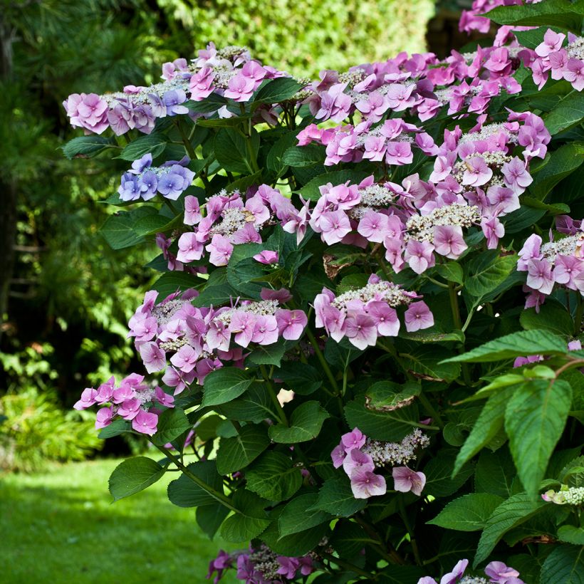 Hydrangea macrophylla Teller Pink - Schermhortensia (Plant habit)