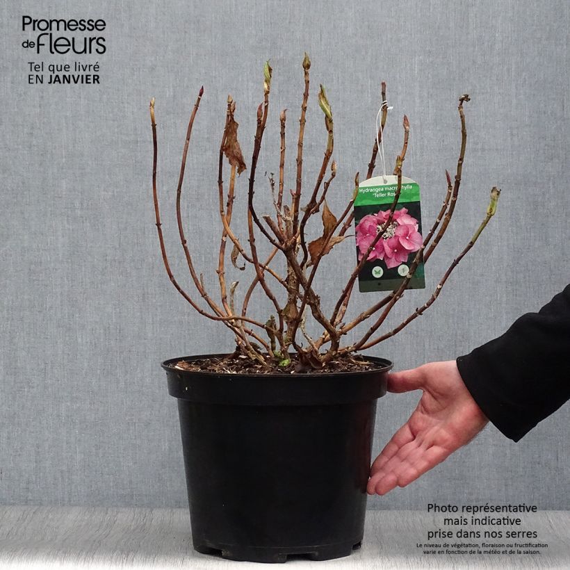 Example of Hortensia - Hydrangea macrophylla Teller Pink Pot van 7,5 l/10 l as you get in hiver