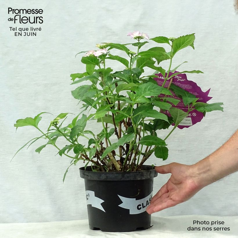 Exemplaar van Hydrangea macrophylla Tiffany - Bolhortensia Pot van 4 l/5 l zoals geleverd in de zomer
