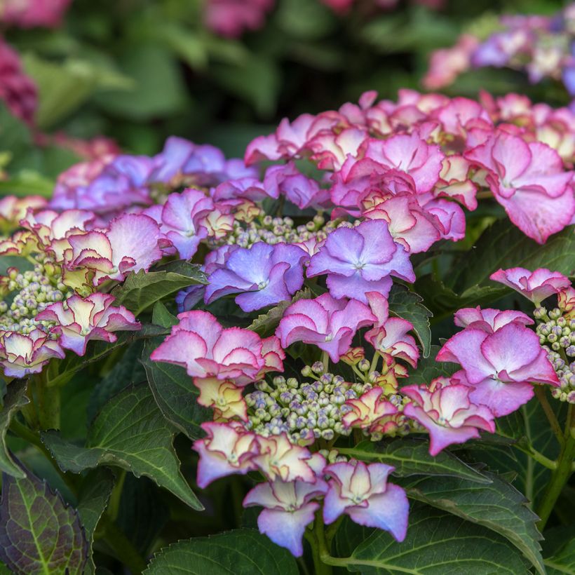 Hydrangea macrophylla Tiffany - Bolhortensia (Flowering)