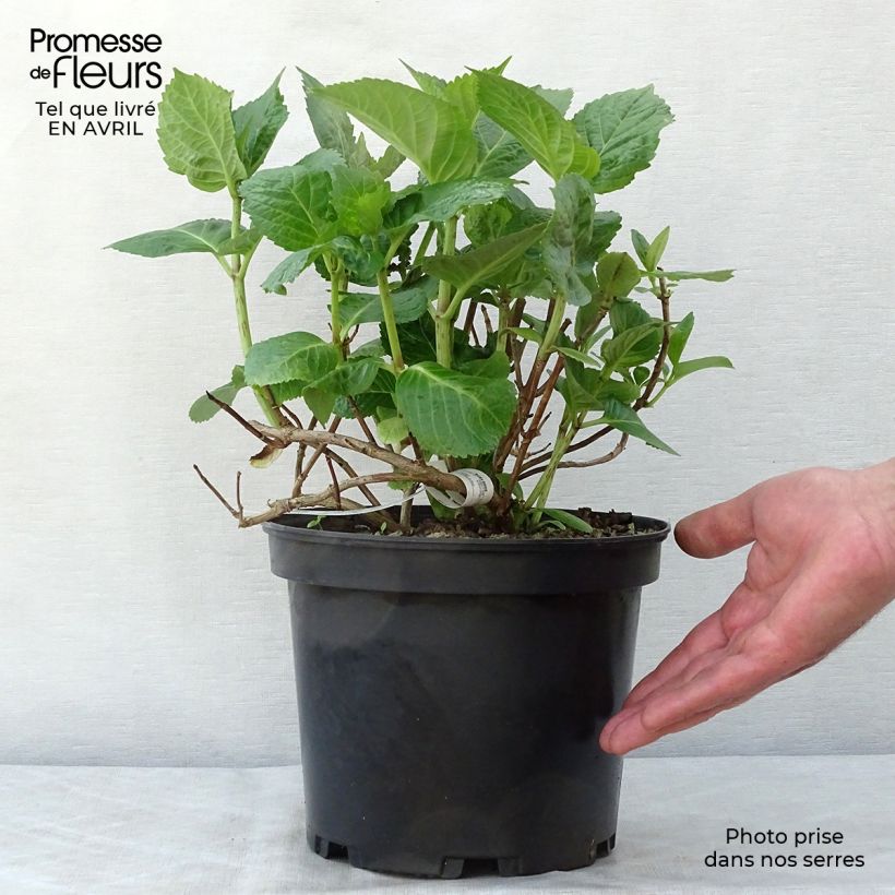 Exemplaar van Hydrangea macrophylla Tinkerbell - Schermhortensia Pot van 1,5 l/2 l zoals geleverd in de lente