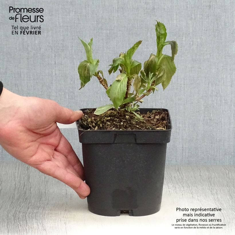 Example of Hortensia - Hydrangea macrophylla Tricolor Pot van 2 l/3 l as you get in hiver