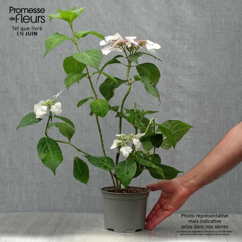 Exemplaar van Hydrangea macrophylla Veitchii - Schermhortensia Pot van 2 l/3 l zoals geleverd in de zomer