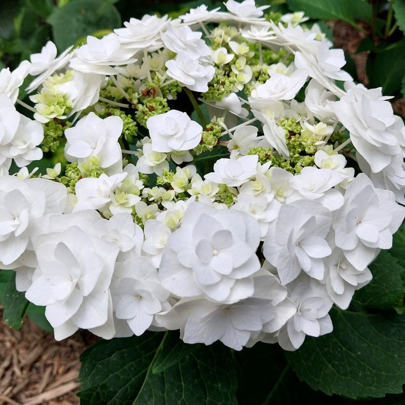 Hydrangea macrophylla Wedding Gown - Schermhortensia (Flowering)