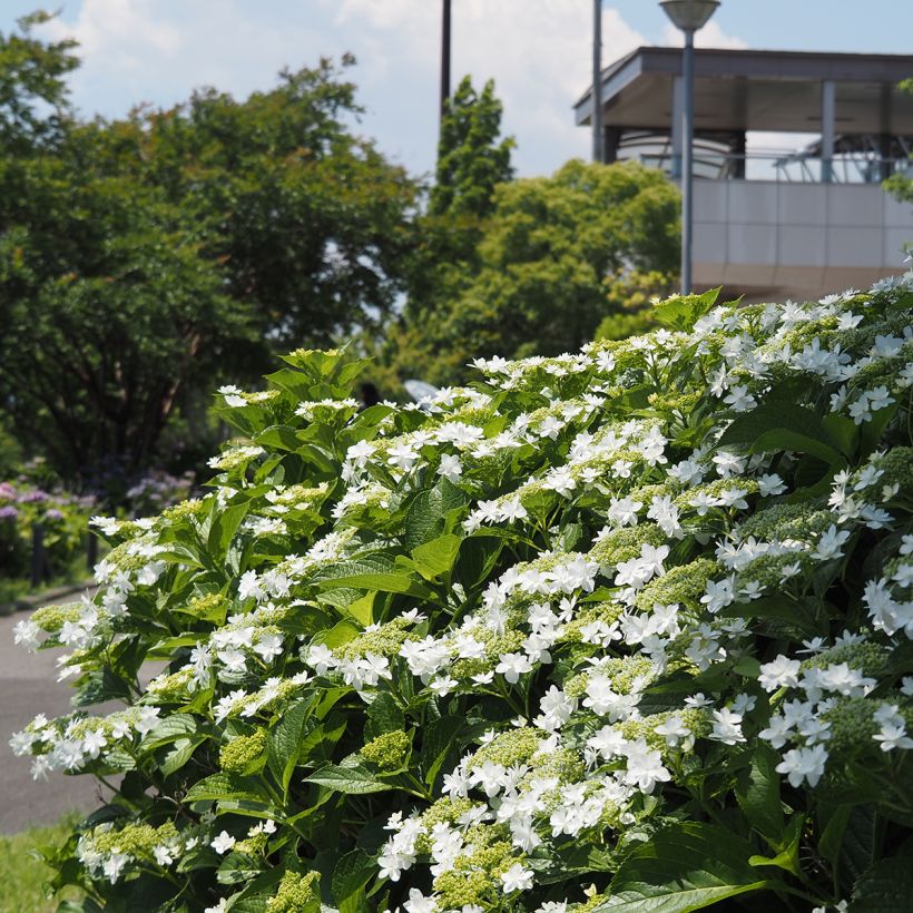 Hydrangea macrophylla Wedding Gown - Schermhortensia (Plant habit)