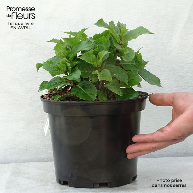 Exemplaar van Hydrangea macrophylla Wedding Gown - Schermhortensia Pot van 4 l/5 l zoals geleverd in de lente