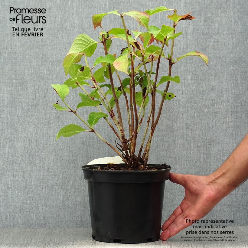 Exemplaar van Hydrangea macrophylla Wedding Gown - Schermhortensia Pot van 4 l/5 l zoals geleverd in de herfst