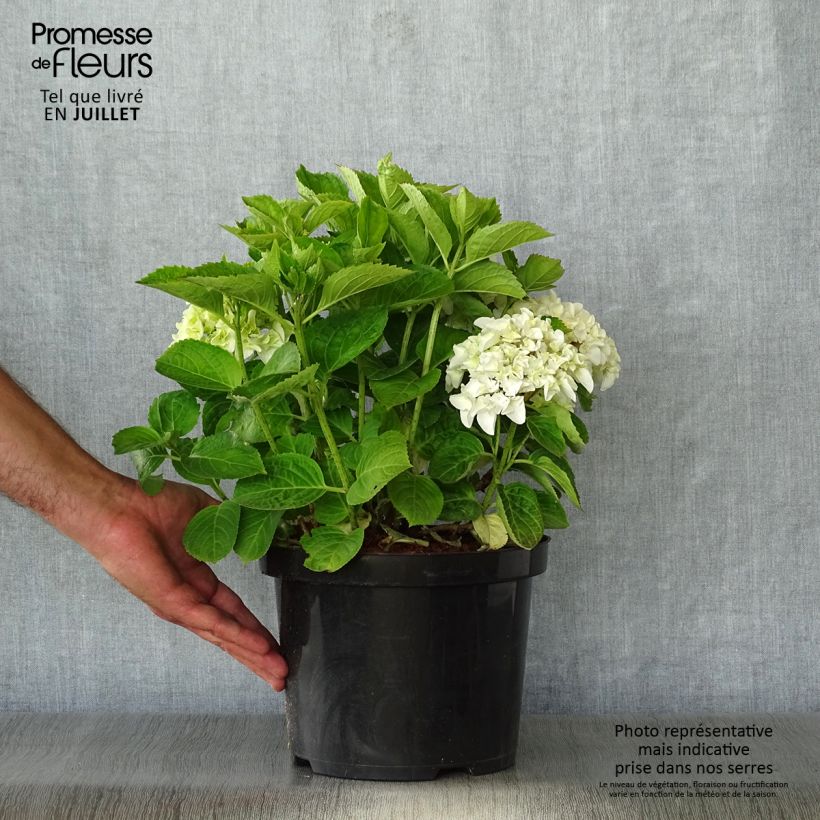 Exemplaar van Hortensia - Hydrangea macrophylla Wudu zoals geleverd in de zomer