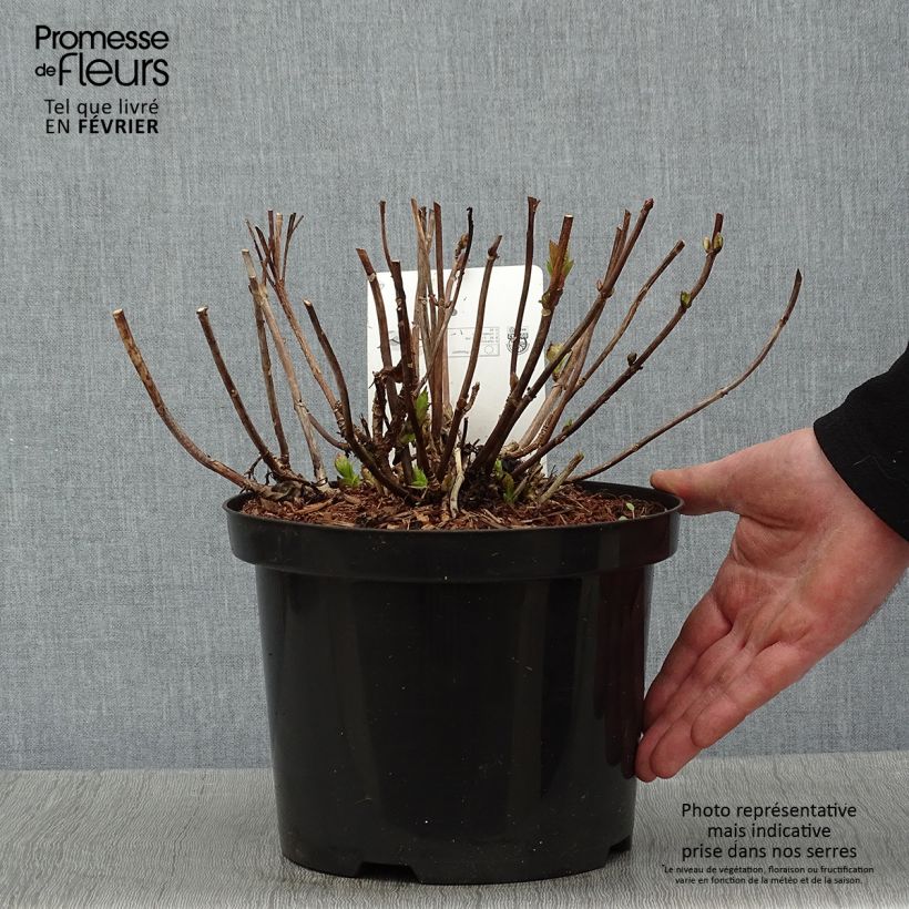 Example of Hortensia - Hydrangea macrophylla Wudu as you get in hiver