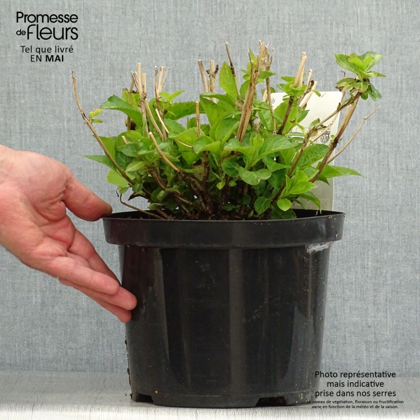 Exemplaar van Hortensia - Hydrangea macrophylla Wudu zoals geleverd in de lente