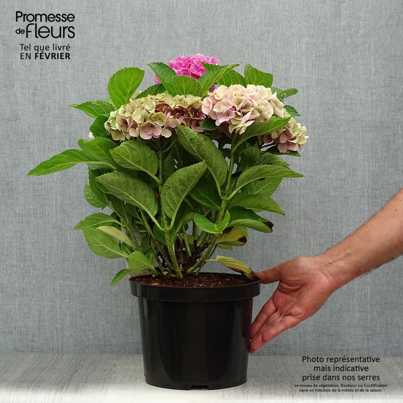 Exemplaar van Hydrangea macrophylla Xian - Bolhortensia Pot van 4 l/5 l zoals geleverd in de herfst