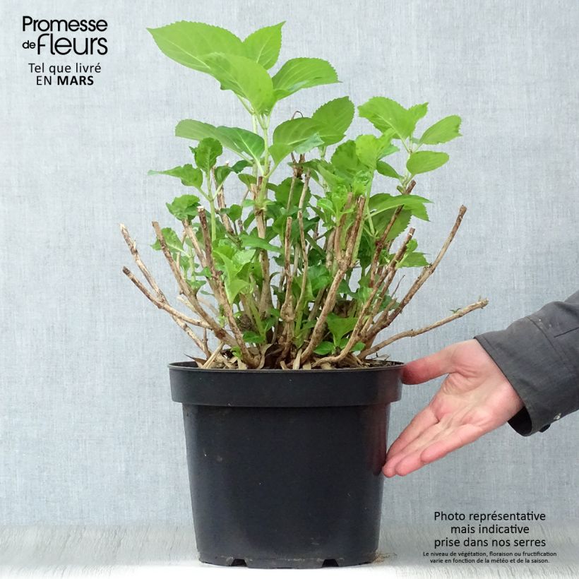 Exemplaar van Hydrangea macrophylla Xian - Bolhortensia Pot van 7,5 l/10 l zoals geleverd in de lente