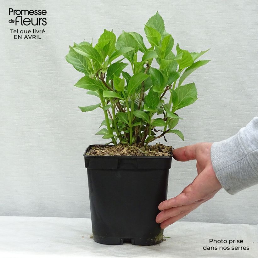 Exemplaar van Hydrangea macrophylla Yamato - Bolhortensia Pot van 2 l/3 l zoals geleverd in de lente