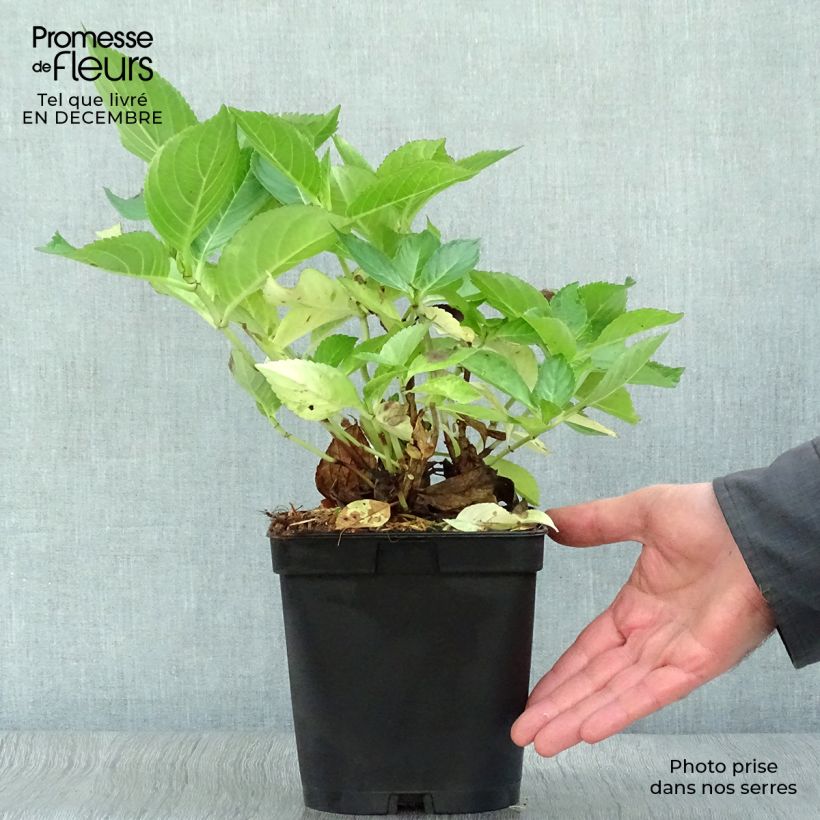 Example of Hortensia - Hydrangea macrophylla Yamato Pot van 2 l/3 l as you get in hiver