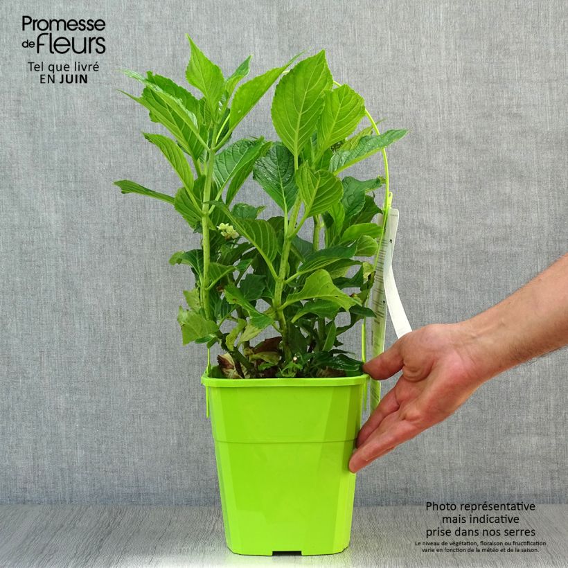 Exemplaar van Hydrangea macrophylla You and Me Together - Bolhortensia Pot van 3 l/4 l zoals geleverd in de zomer
