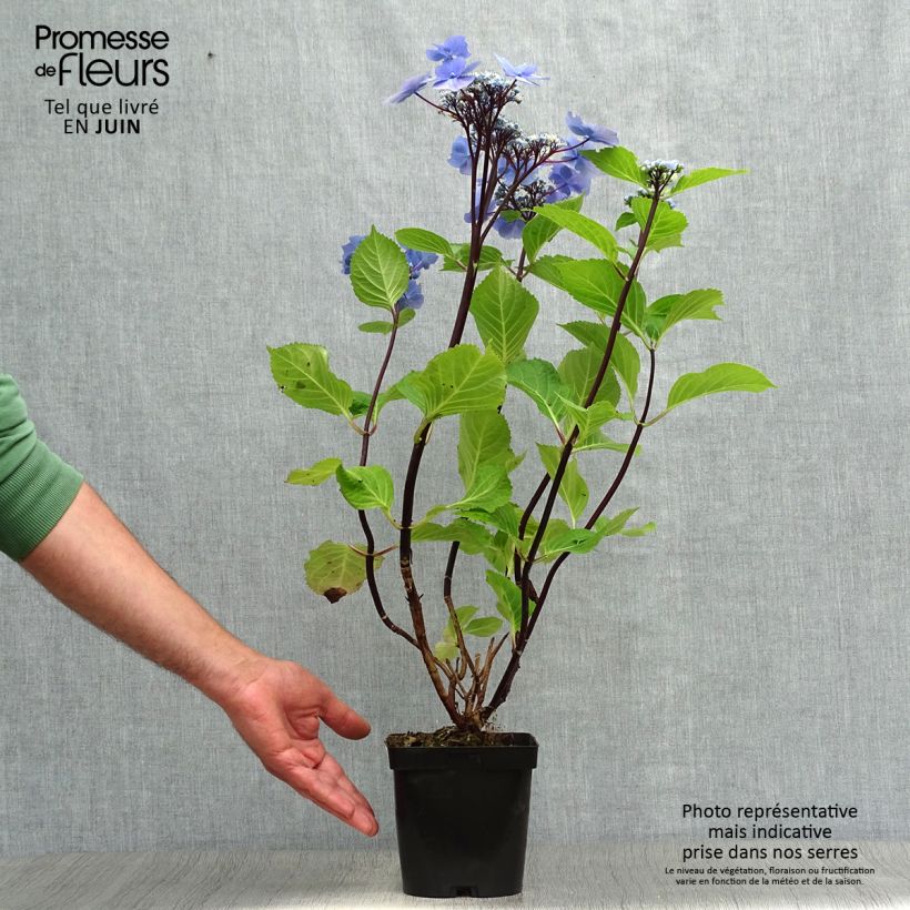 Exemplaar van Hydrangea macrophylla Zorro blauw - Schermhortensia Pot van 2 l/3 l zoals geleverd in de zomer