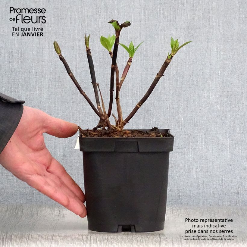 Example of Hortensia - Hydrangea macrophylla Zorro rose Pot van 2 l/3 l as you get in hiver