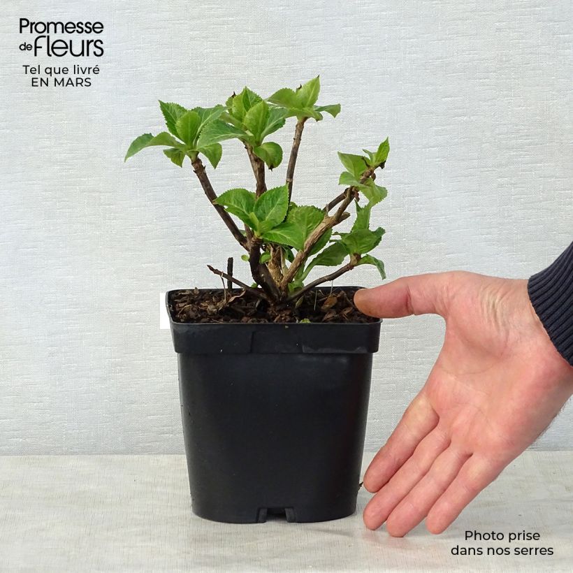 Exemplaar van Hydrangea macrophylla Zorro - Schermhortensia roze Pot van 2 l/3 l zoals geleverd in de lente